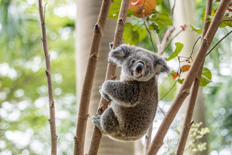 我国首个获批引进考拉的动物园已成功繁育考拉家族第七代