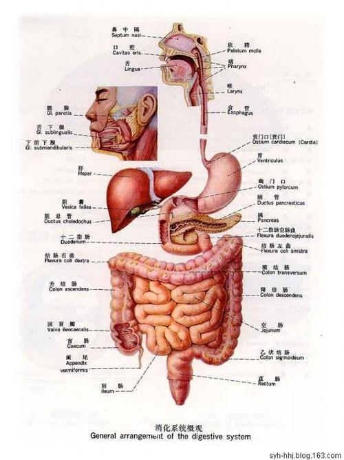 人体内脏结构图(五脏六腑图片 位置图)