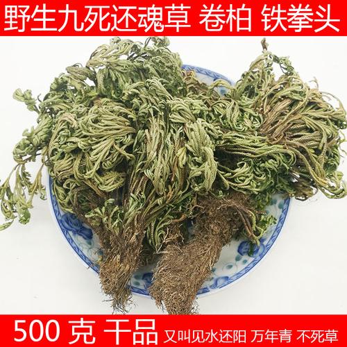 卷柏 又叫还魂草 九死还魂草铁拳头回阳草见水还阳草不死草万年青