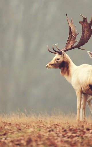 帅气公鹿图片大全壁纸