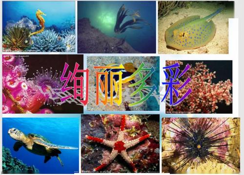 你知道吗?海洋中的生物种类比地球上的还要多,你认识这些海洋生物吗?