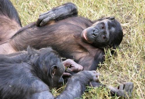 动物的精子竞争是怎么一回事?