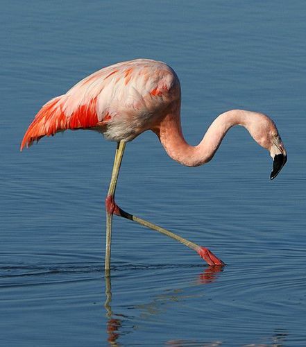 【flamingo】智利红鹳