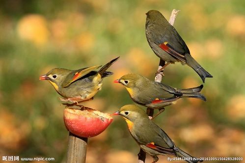 红嘴相思鸟摄影图__鸟类_生物世界_摄影图库_昵图网.
