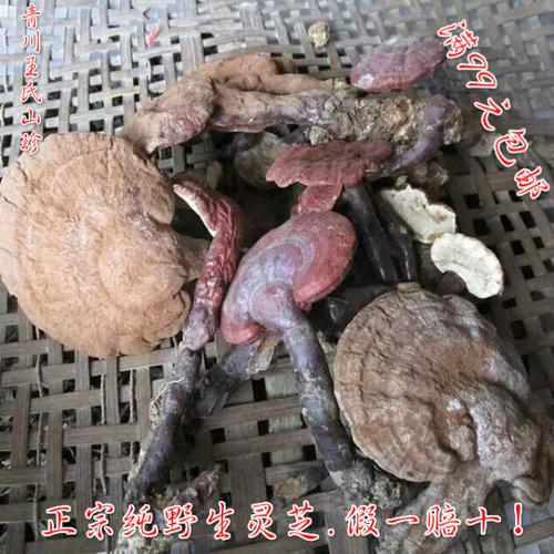 纯天然野生紫灵芝