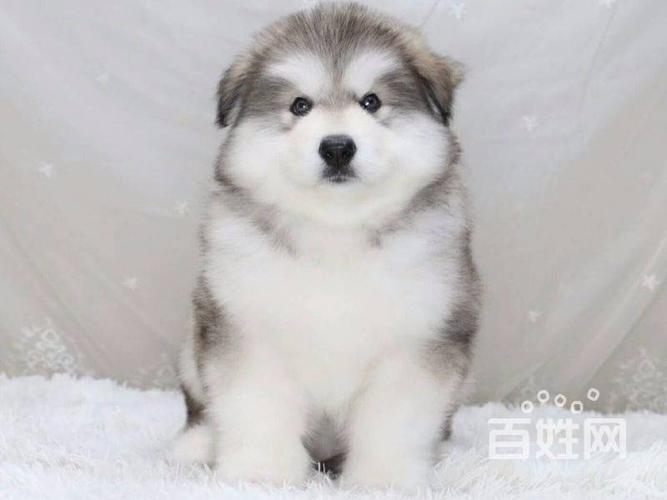 本地阿拉斯加 ,熊版狼版都有,毛色亮大骨架,有证书