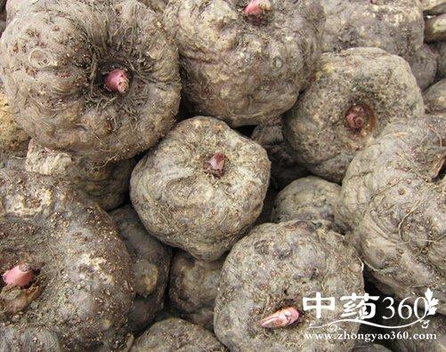 魔芋的功效与作用及营养价值