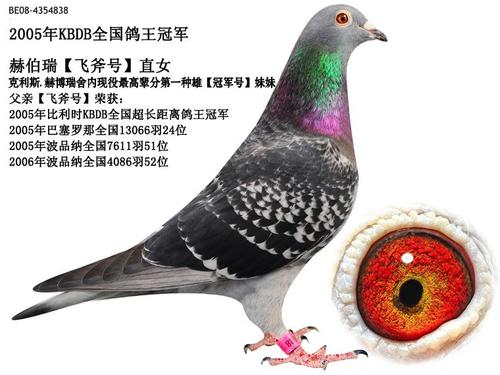 开尔鸽业--高级展厅--搜鸽网