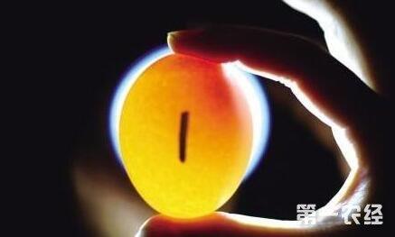 鸡蛋照蛋的方法