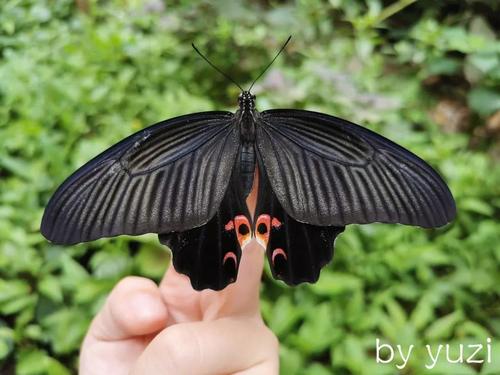 养蝶记之蓝凤蝶