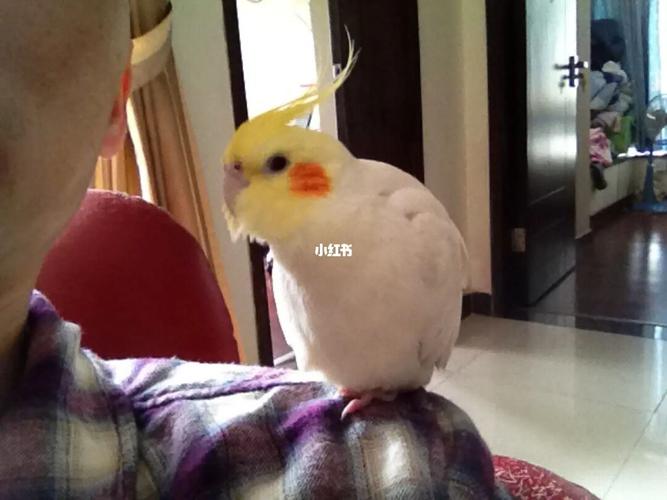 玄凤鹦鹉急救-我的经验