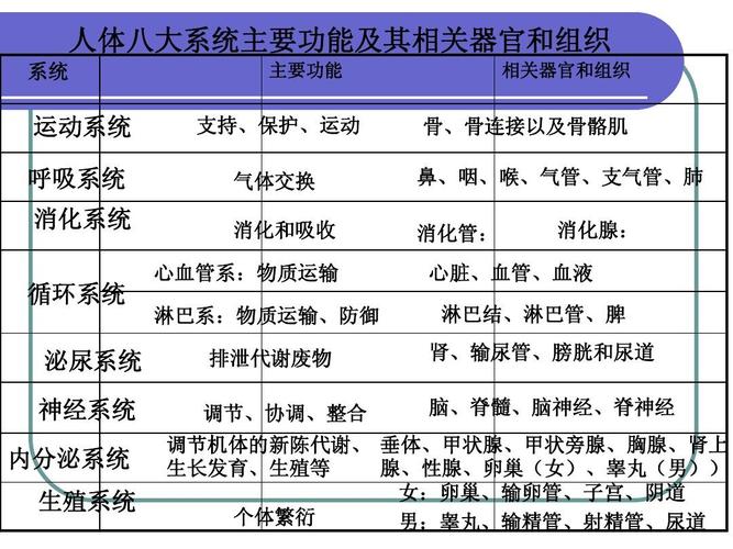 人体八大系统ppt