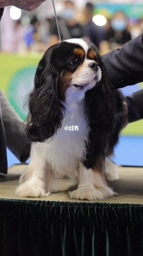 三色骑士查理王小猎犬_骑士查理王小猎犬_宠物_狗