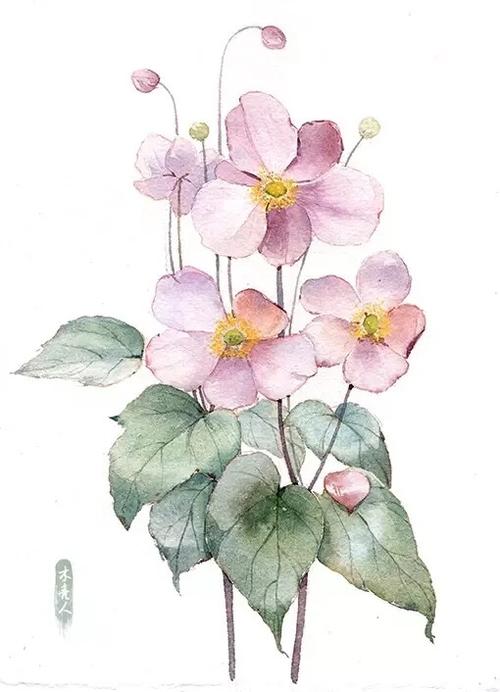 花卉 植物 水彩 手帐素材 插画 手绘 彩绘 头像 壁纸 微博:木壳人