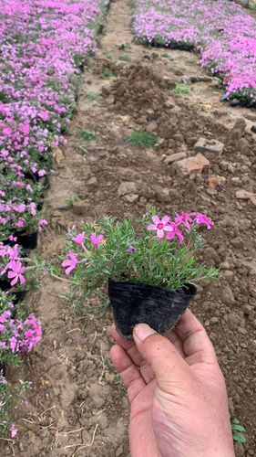 青州市子锐花卉苗木有限公司 草花 芝樱基地 丛生福禄考基地 芝樱供应