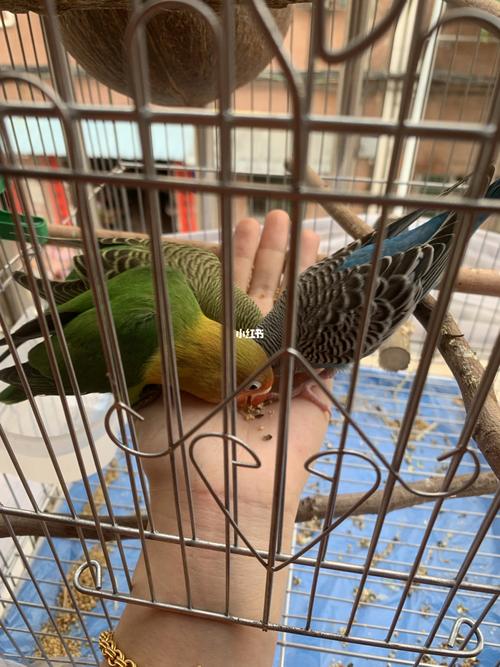 虎皮和牡丹_牡丹_秀恩爱_宠物_宠物其他