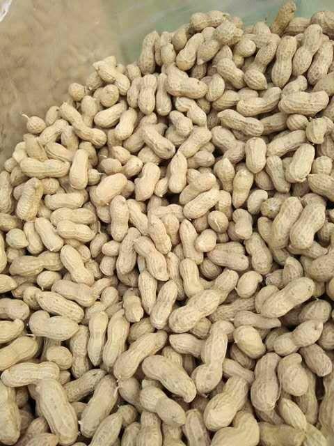 海花系列 鲁花8号,花育15,花育25,可发芽种子花生