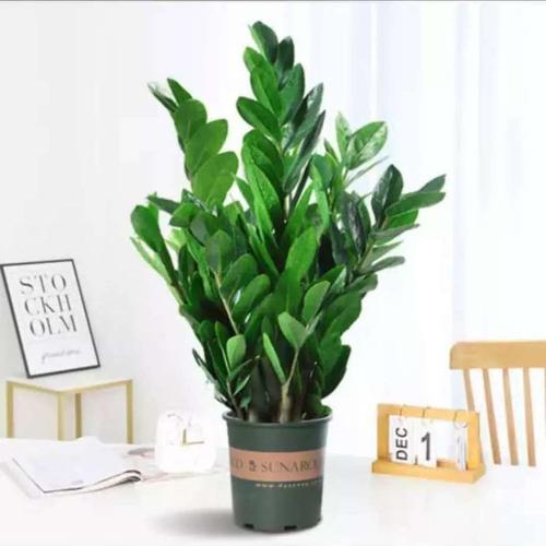 金钱树盆栽摇钱树花苗绿植钱串子发财树四季花卉室内