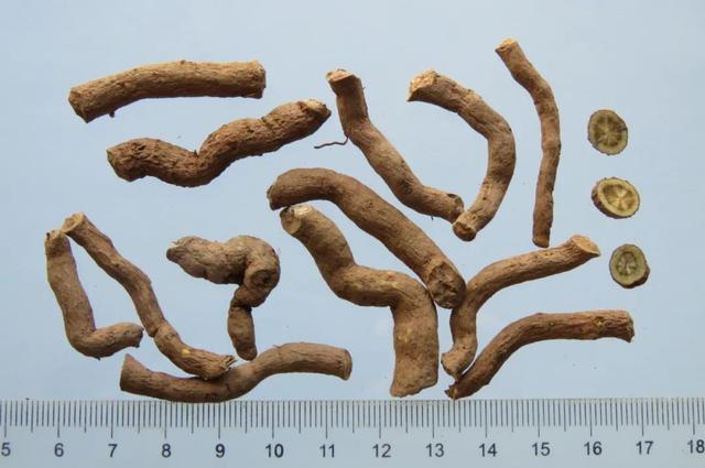 马兜铃科植物——青木香