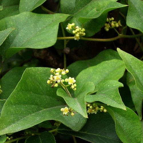 锁匙金锁匙百解草药青藤木防紫背木香土木香绿植