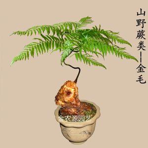 金毛狗蕨盆栽野生观赏耐寒大型蕨类植物珍稀金丝猴种根块盆景包邮