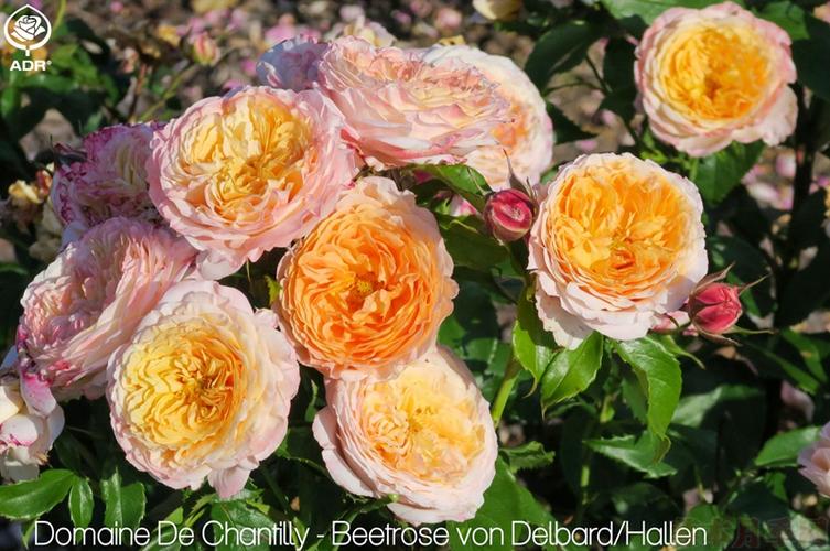 2019年新获德国adr认证的月季品种