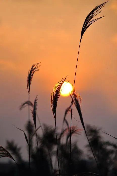 蒹葭苍苍,白露为霜