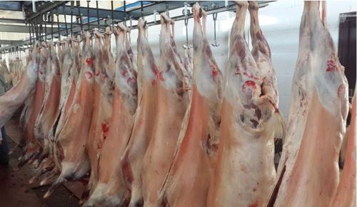 批发冻整羊 冷冻整羊价格 冷冻整羊厂家