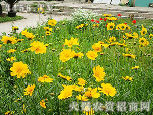 虹越大花金鸡菊