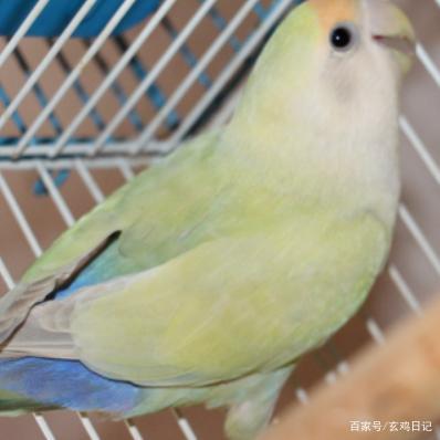 牡丹鹦鹉常见花色及成因