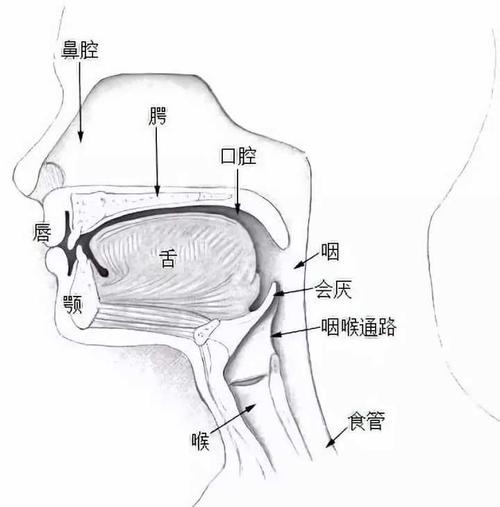 喉下面的是气管