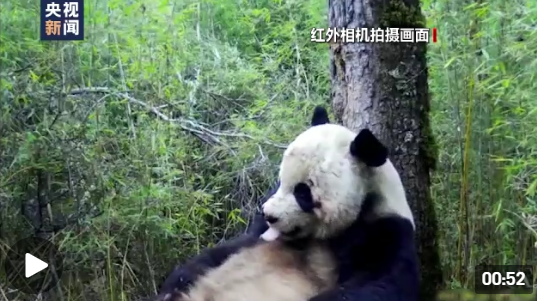 近日,在位于四川省绵阳市平武县境内的大熊猫国家公园王朗片区,工作