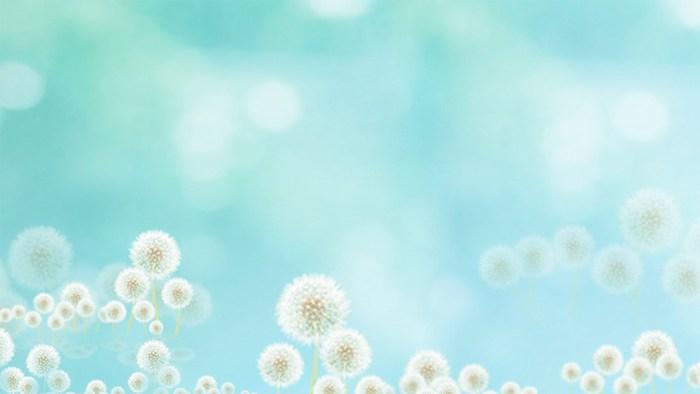 4张蓝色清新唯美蒲公英ppt背景图片