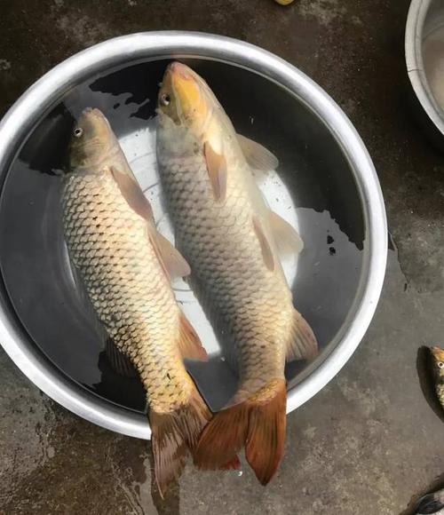 红尾,非常漂亮,也很罕见——野钓鱼获鲫鱼,黄辣丁是正常,碰到大鲤鱼