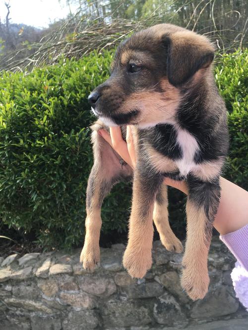 小土狗真得太可爱了