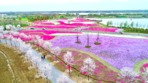 想见你,在淮安白马湖畔的春天里!