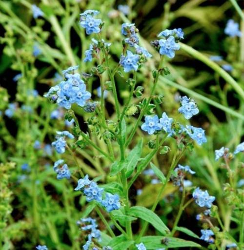 与狗有关的中药