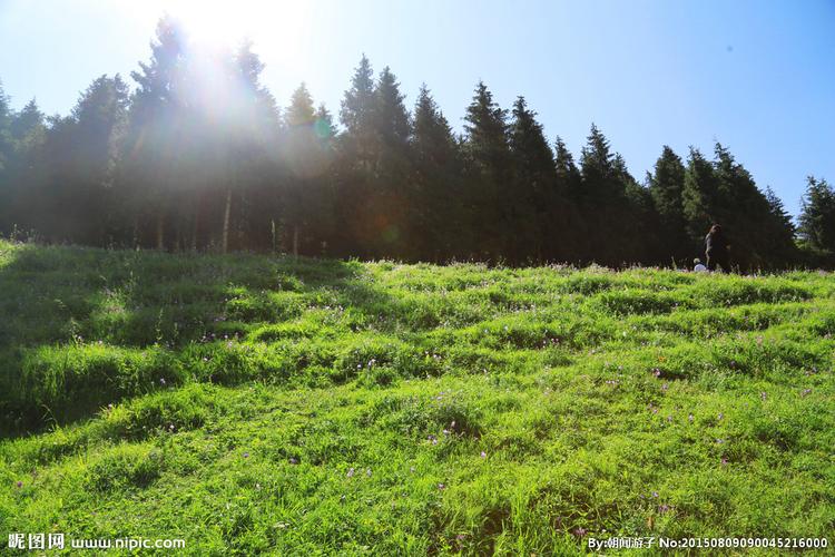 森林草地图片