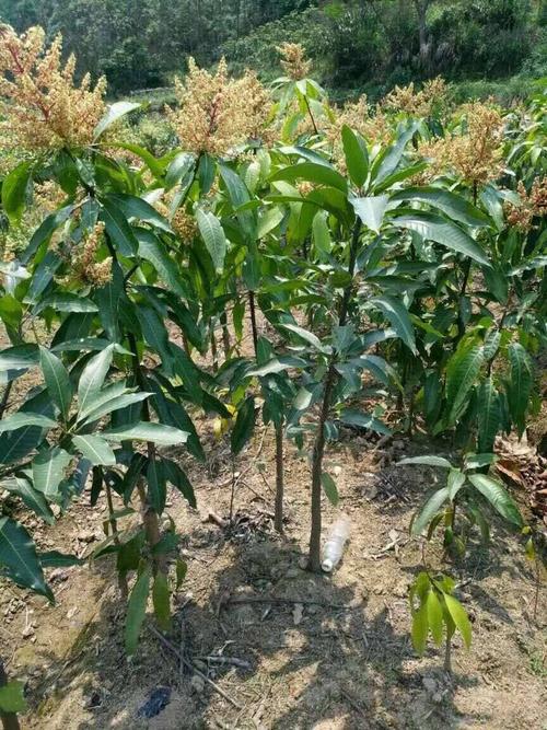 金煌芒果苗 正宗嫁接芒果树苗凯特芒四季芒红象牙金煌芒当年结果