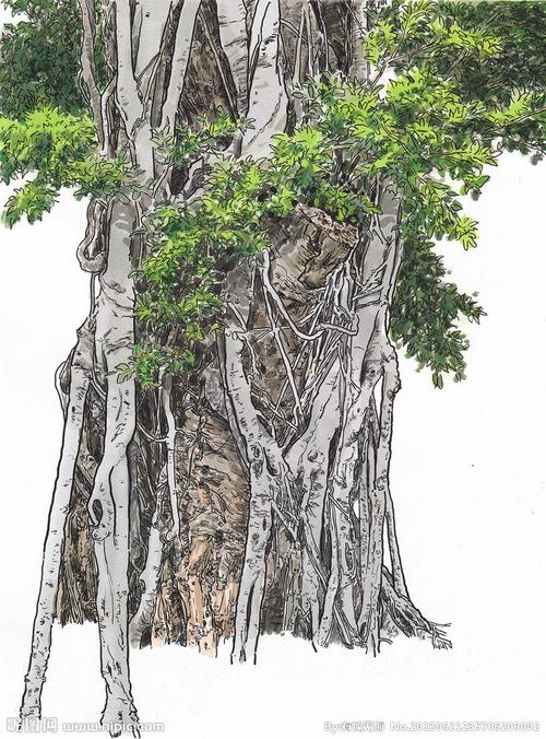 杨树榕树简笔画