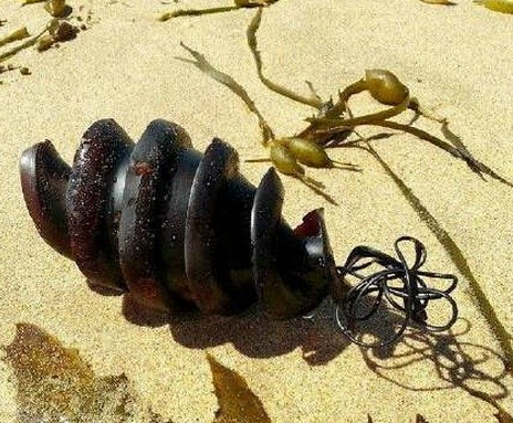 鲨鱼卵原来长这样鲨鱼卵为什么螺旋状