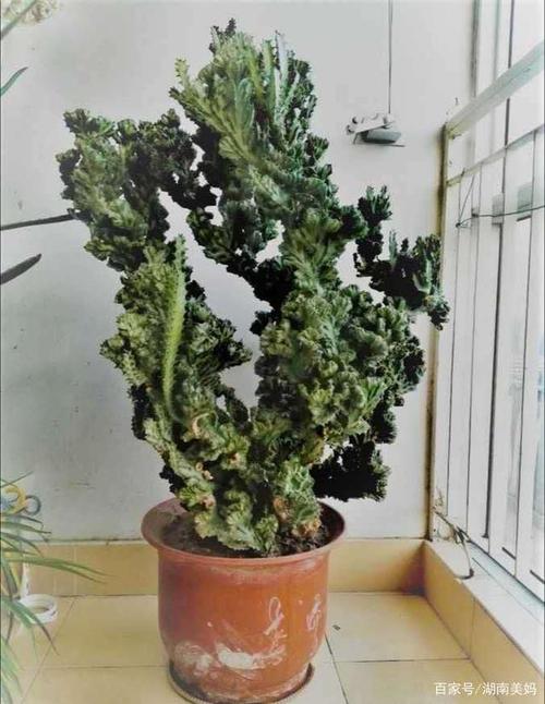 家里养的麒麟看上去没有光泽?注意这五点,养出超级霸气的盆栽