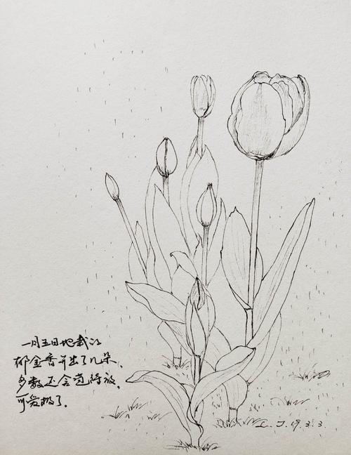 塔莎购的郁金香种球首次栽种成功开花