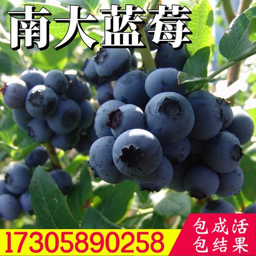 购客南大蓝莓苗南北方特大室内四季盆栽嫁接庭院地栽种植当年结果树苗