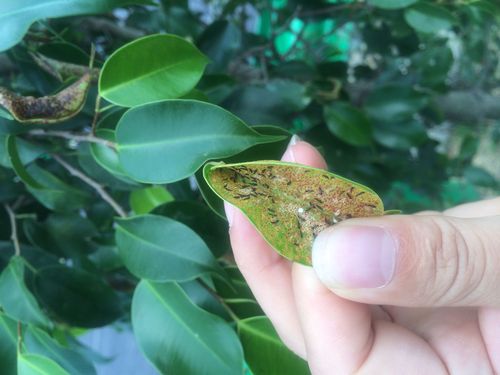 请问大家,这是什么害虫?