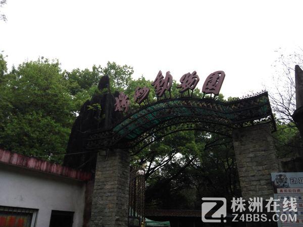株洲一动物园被批老虎肚皮饿扁 林业局称未有异常