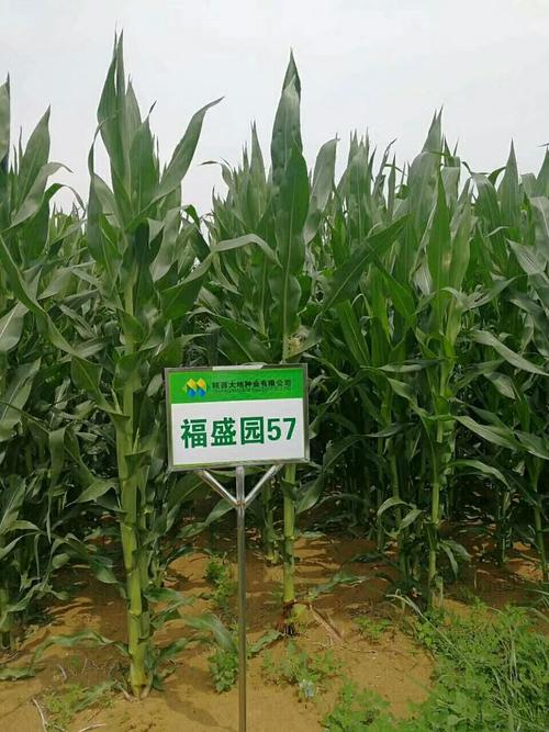 福盛园57玉米高产新品种