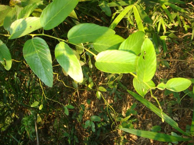 庆元县野生木质藤本植物资源及其园林应用