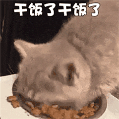 干饭了干饭了(猫咪吃猫粮表情包)_猫咪_干饭表情