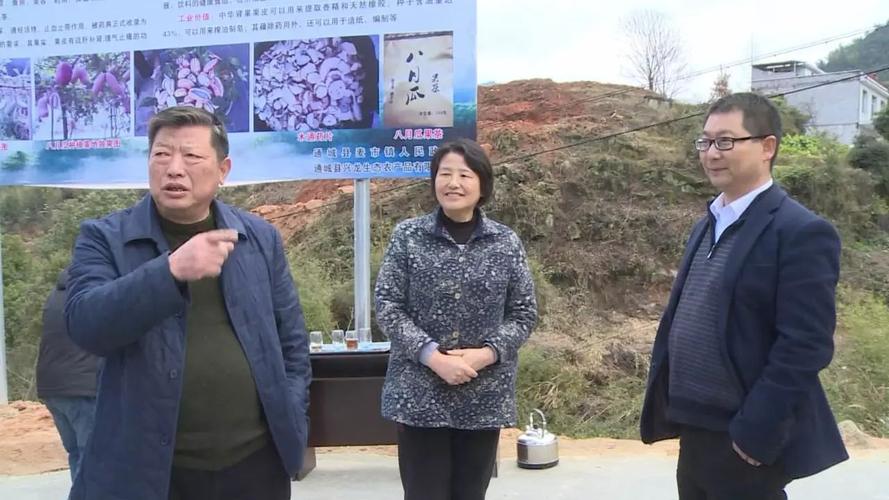 县人大副主任朱艳芳,周宗亚及部分县人大代表,就我县"绿满通城"行动